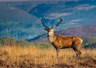 Eddie Sherwood - Red Stag on Big Moor (Open).jpg